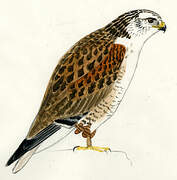 Ferruginous Hawk