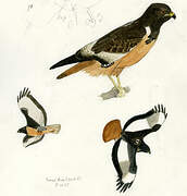 Jackal Buzzard