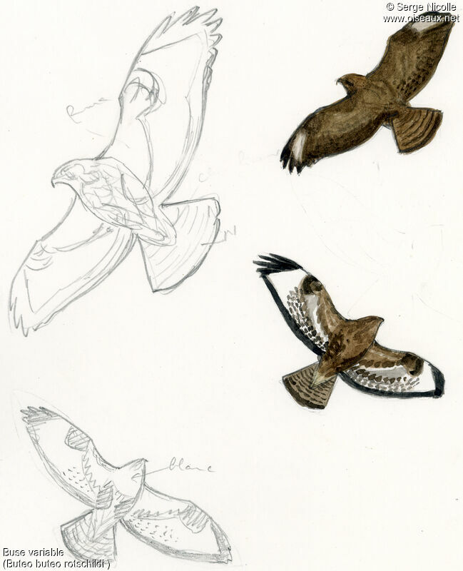 Common Buzzard, identification