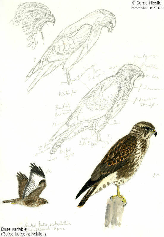 Common Buzzard, identification