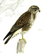 Buse variable