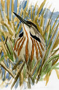 American Bittern