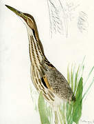 American Bittern