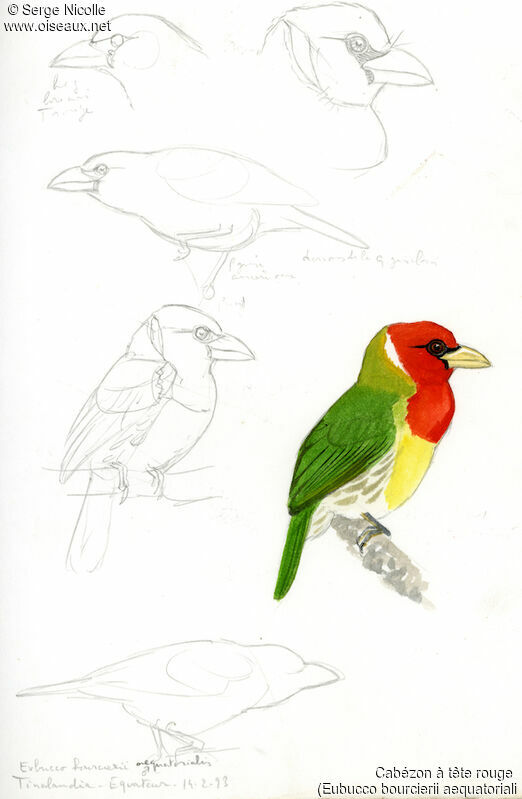 Red-headed Barbet, identification