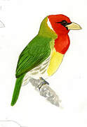 Red-headed Barbet