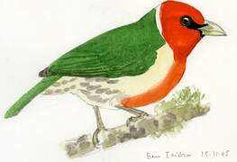 Red-headed Barbet