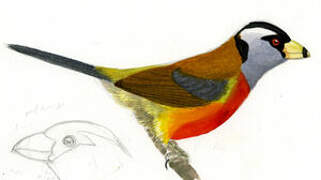 Toucan Barbet