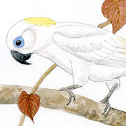 Blue-eyed Cockatoo