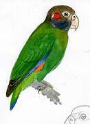 Brown-hooded Parrot