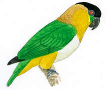 Black-headed Parrot