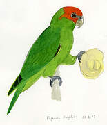 Pileated Parrot