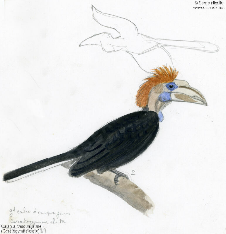 Yellow-casqued Hornbill, identification