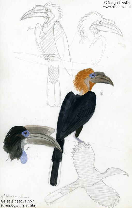 Black-casqued Hornbill, identification