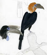 Black-casqued Hornbill