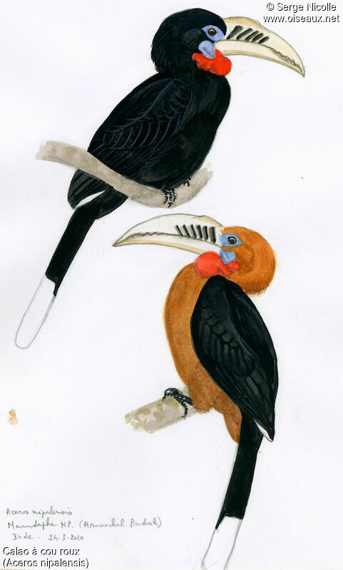 Rufous-necked Hornbilladult, identification