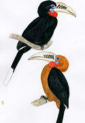 Rufous-necked Hornbill