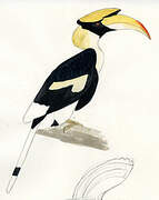 Great Hornbill