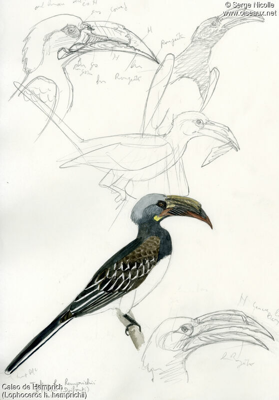 Hemprich's Hornbill, identification