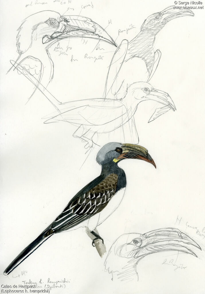 Hemprich's Hornbill, identification