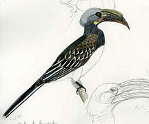 Hemprich's Hornbill