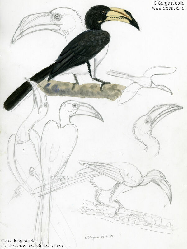 Congo Pied Hornbill, identification