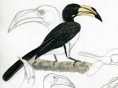 African Pied Hornbill