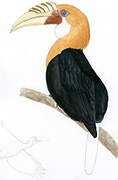 Blyth's Hornbill