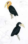 Blyth's Hornbill