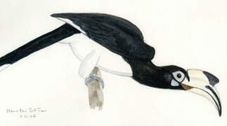 Oriental Pied Hornbill