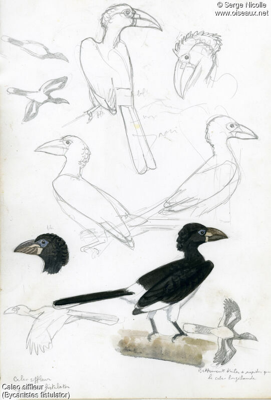 Piping Hornbill, identification