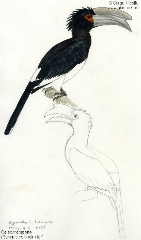 Trumpeter Hornbill, identification