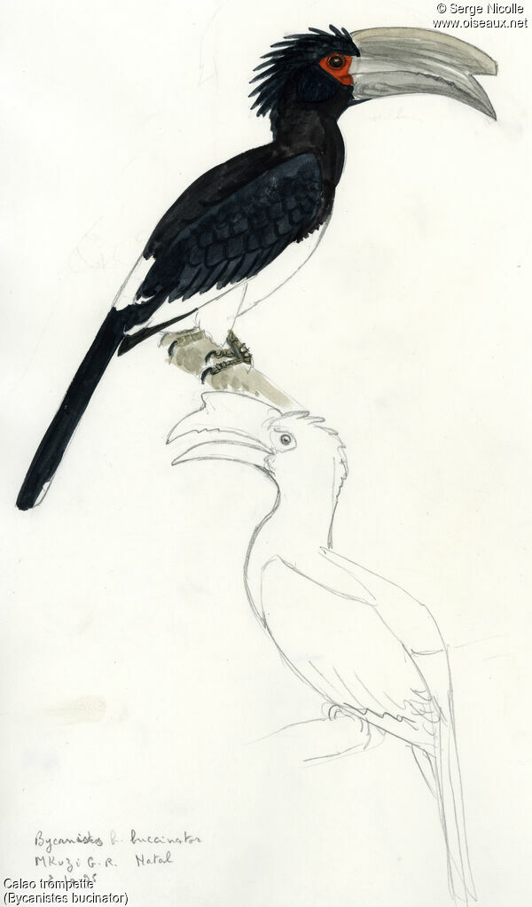 Trumpeter Hornbill, identification