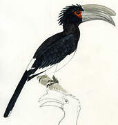 Trumpeter Hornbill