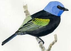 Blue-necked Tanager