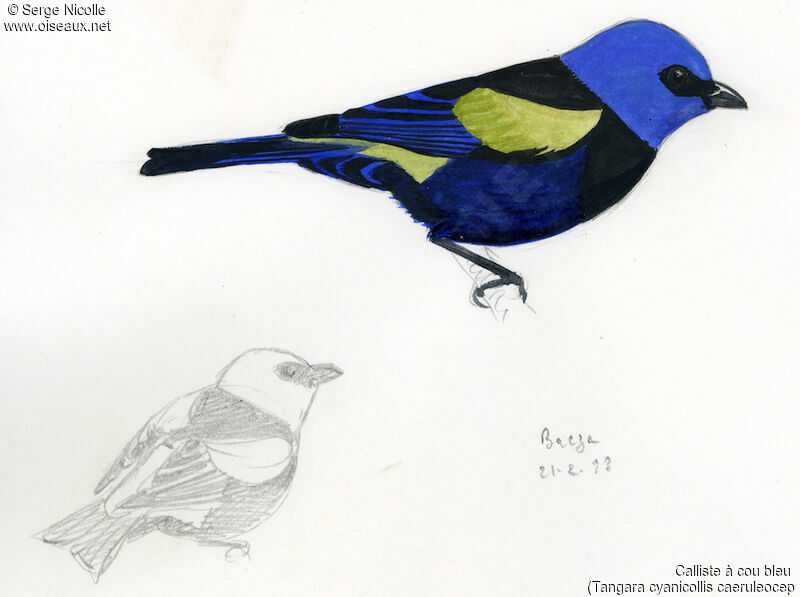 Blue-necked Tanager, identification