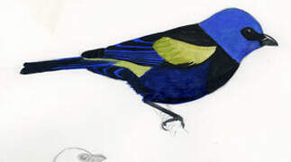 Blue-necked Tanager