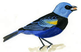 Blue-necked Tanager