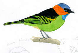 Red-necked Tanager