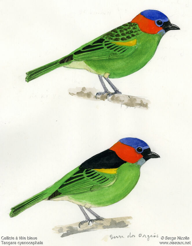 Red-necked Tanager, identification