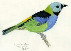 Green-headed Tanager