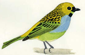 Gilt-edged Tanager