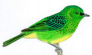 Yellow-bellied Tanager