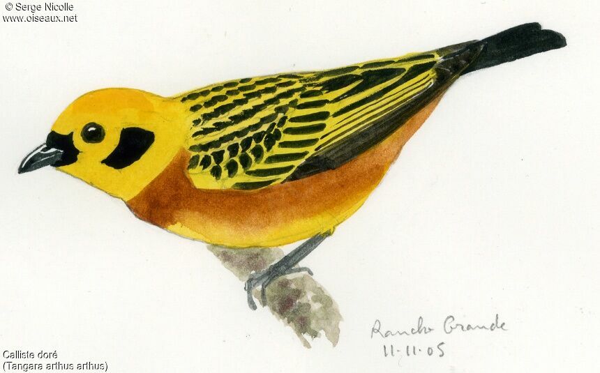 Golden Tanager, identification