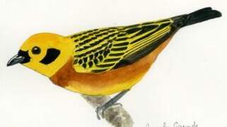 Golden Tanager