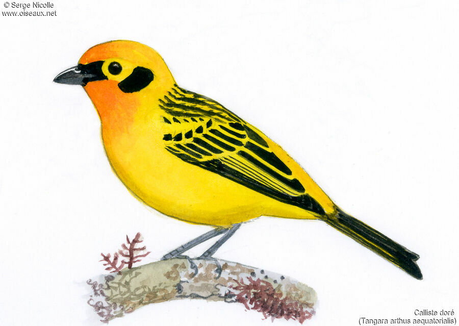 Golden Tanager, identification