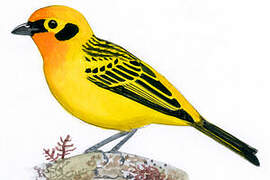 Golden Tanager