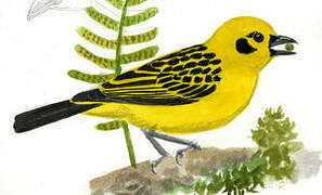 Golden Tanager