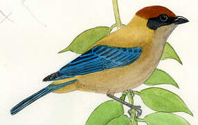 Lesser Antillean Tanager