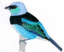 Masked Tanager