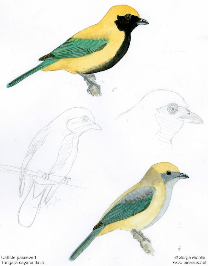 Burnished-buff Tanager , identification